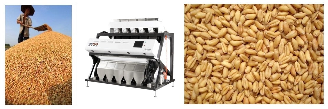 Wheat Color Sorter Machine