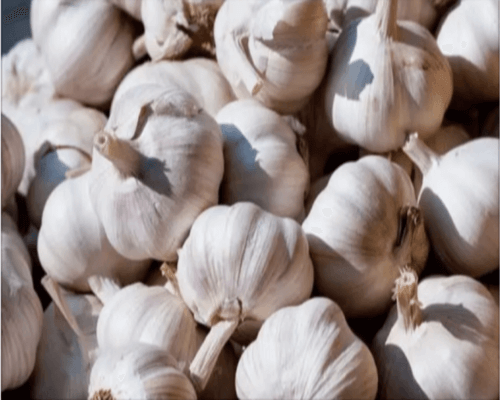 Garlic before processing