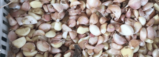 garlic seeds