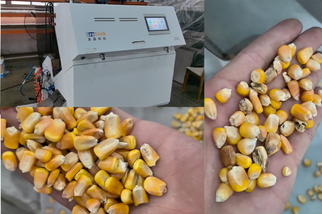 zb2 color sorter sorting corn kernels
