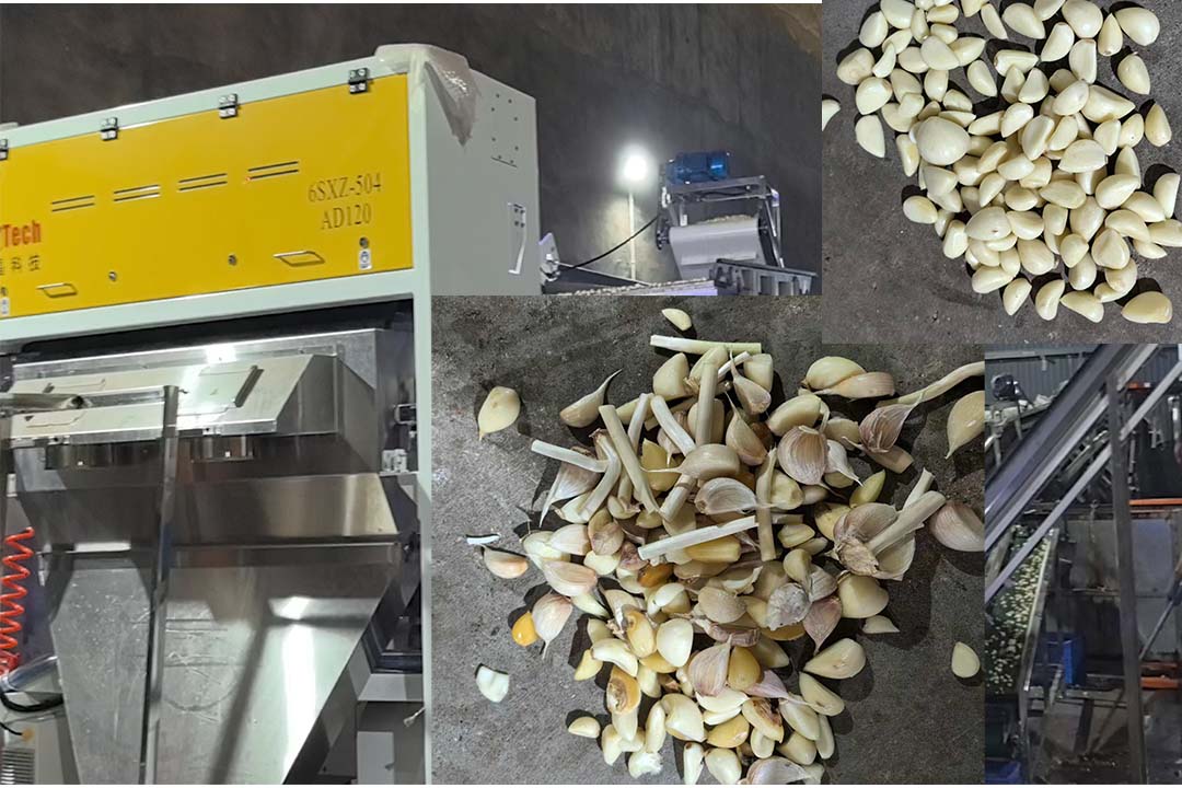 ai color sorter sorting garlic