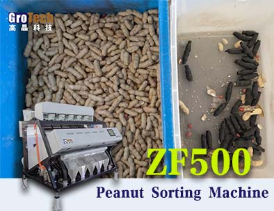 Peanut sorting machines，GroTech Sorting Solution for Peanuts, Groundnut